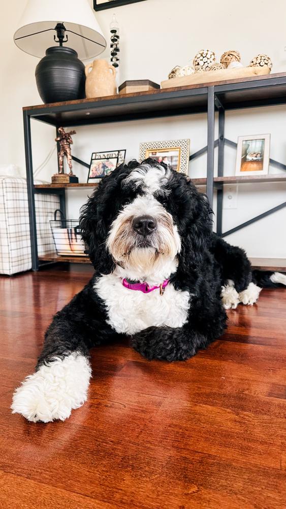 Life at A.N.A. Doodles — Goldendoodles & Bernedoodles in Cold Spring, MN