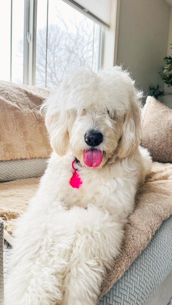 Life at A.N.A. Doodles — Goldendoodles & Bernedoodles in Cold Spring, MN