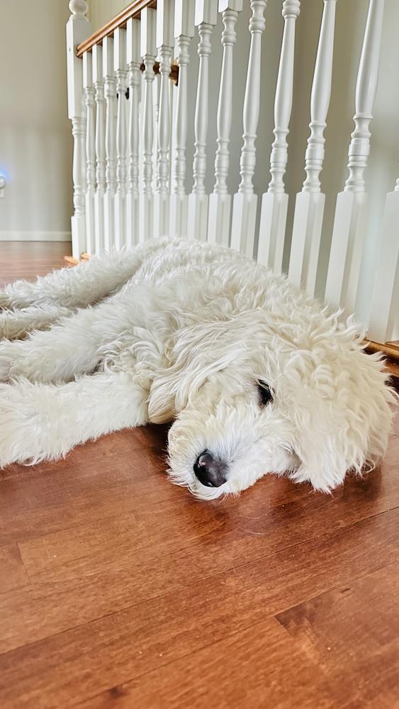 Life at A.N.A. Doodles — Goldendoodles & Bernedoodles in Cold Spring, MN