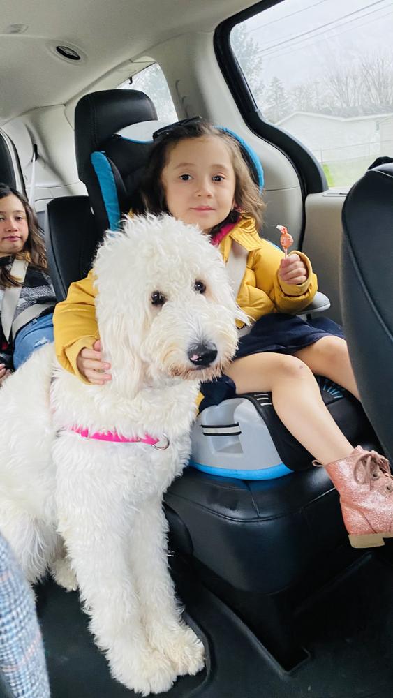 Life at A.N.A. Doodles — Goldendoodles & Bernedoodles in Cold Spring, MN