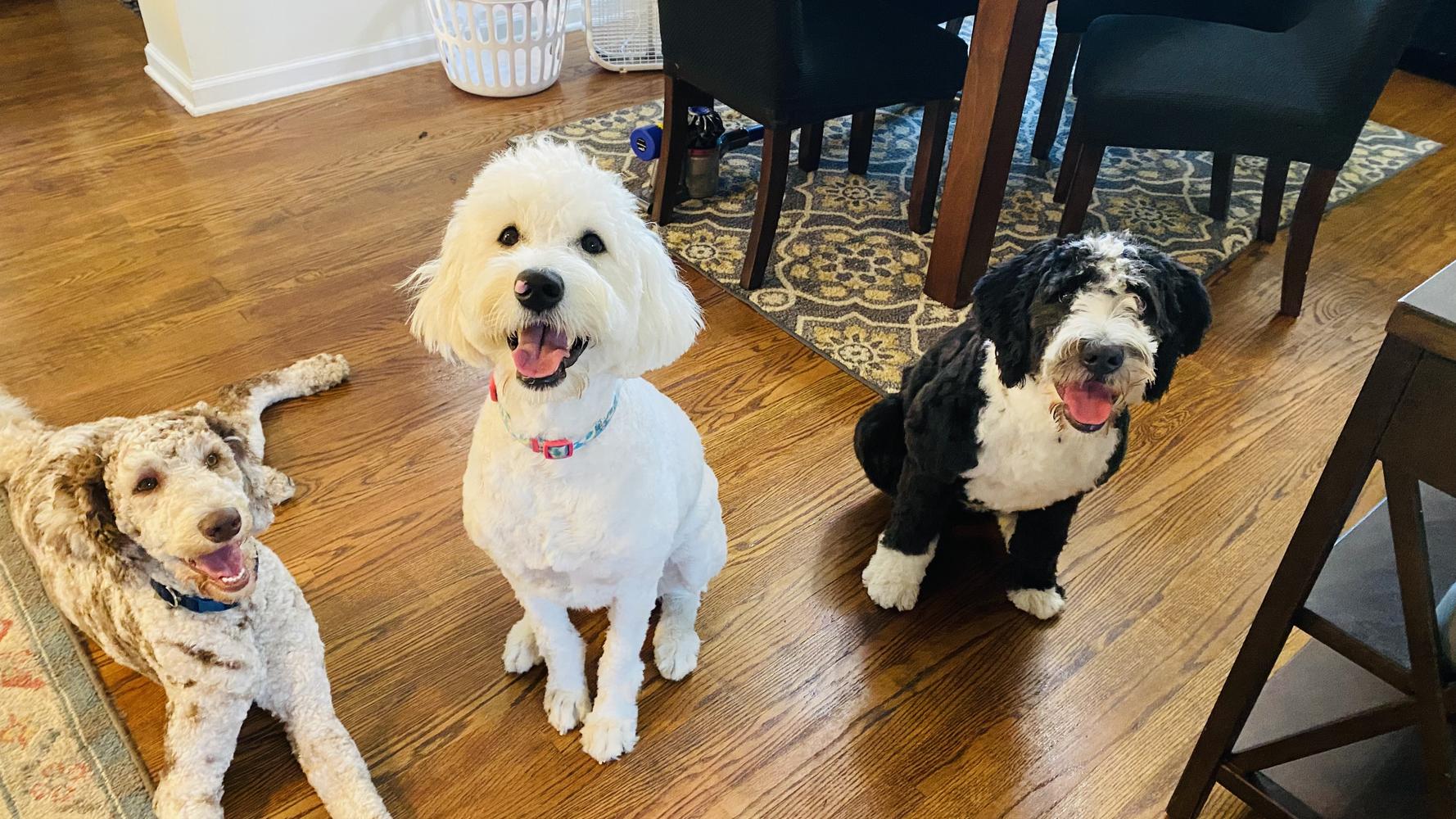 Life at A.N.A. Doodles — Goldendoodles & Bernedoodles in Cold Spring, MN