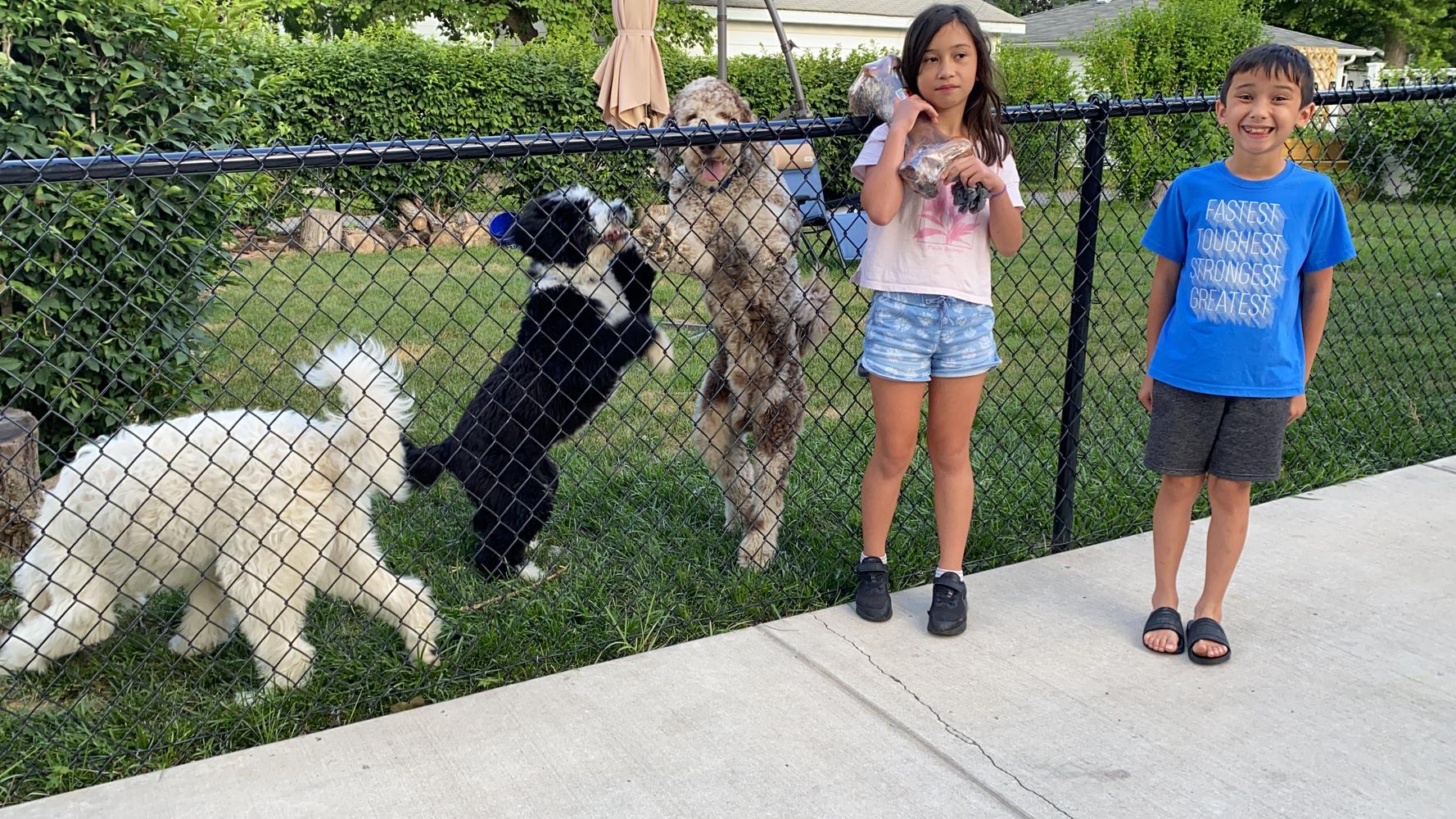 Life at A.N.A. Doodles — Goldendoodles & Bernedoodles in Cold Spring, MN