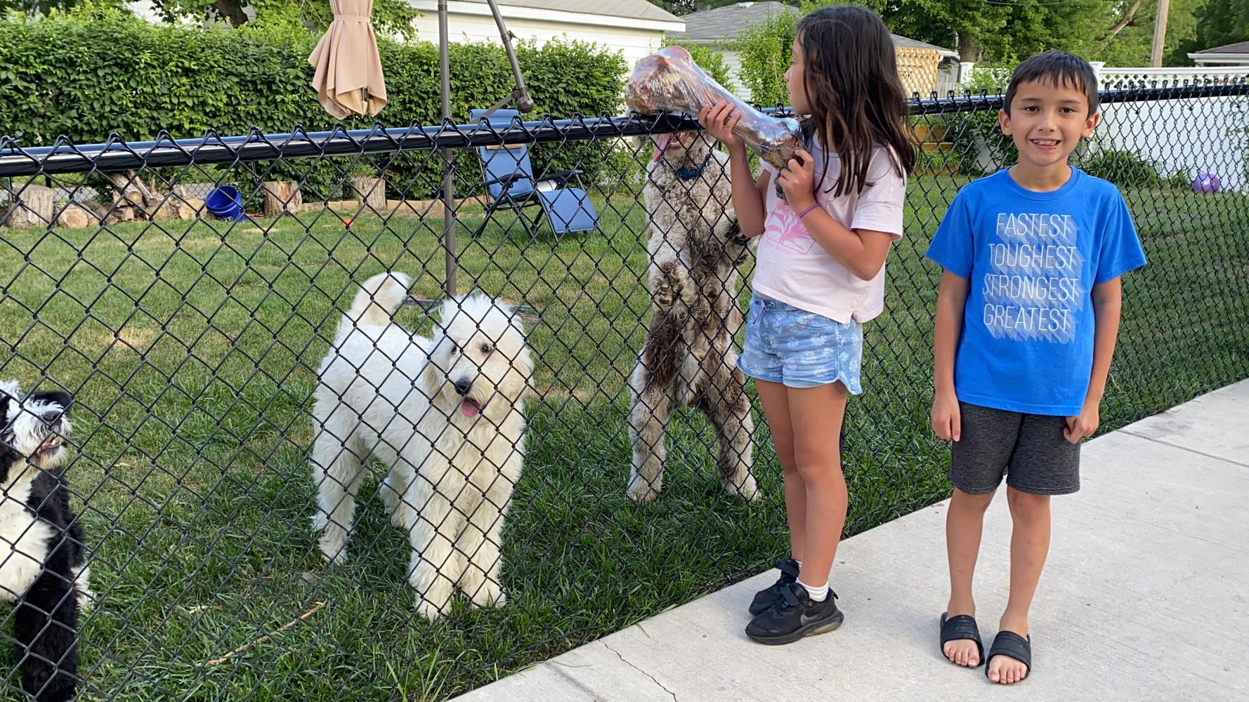 Life at A.N.A. Doodles — Goldendoodles & Bernedoodles in Cold Spring, MN