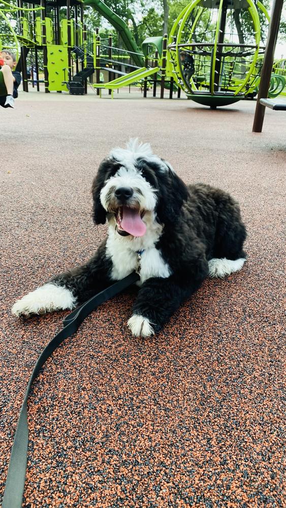 Life at A.N.A. Doodles — Goldendoodles & Bernedoodles in Cold Spring, MN