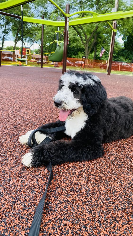 Life at A.N.A. Doodles — Goldendoodles & Bernedoodles in Cold Spring, MN