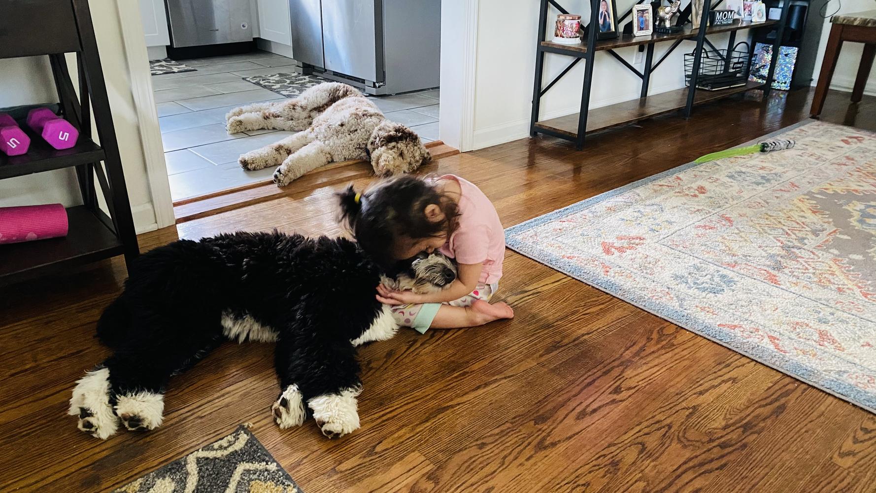 Life at A.N.A. Doodles — Goldendoodles & Bernedoodles in Cold Spring, MN