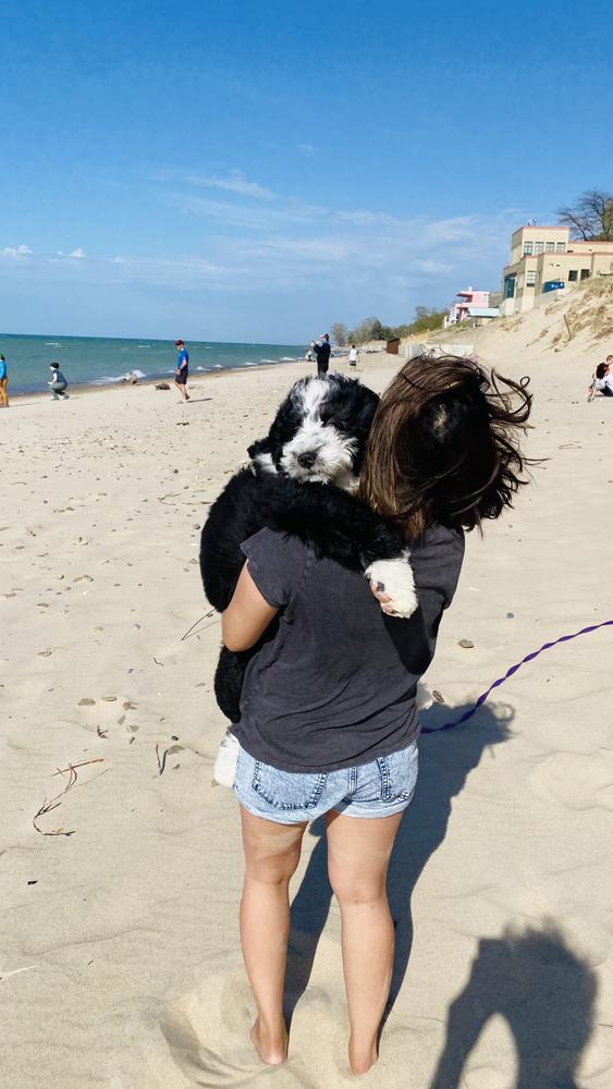 Life at A.N.A. Doodles — Goldendoodles & Bernedoodles in Cold Spring, MN