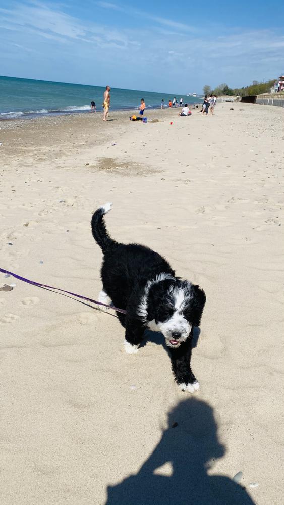 Life at A.N.A. Doodles — Goldendoodles & Bernedoodles in Cold Spring, MN