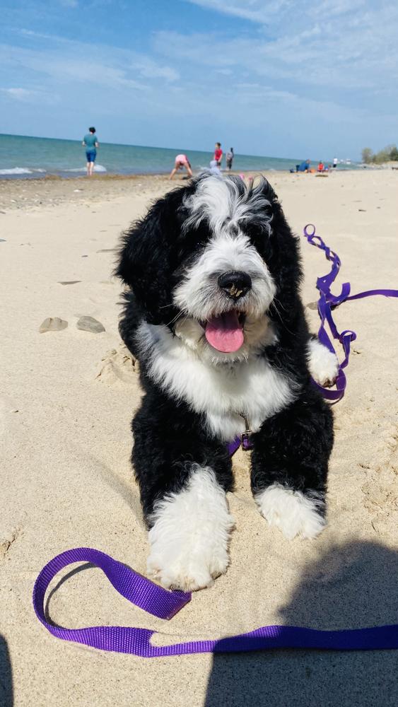 Life at A.N.A. Doodles — Goldendoodles & Bernedoodles in Cold Spring, MN