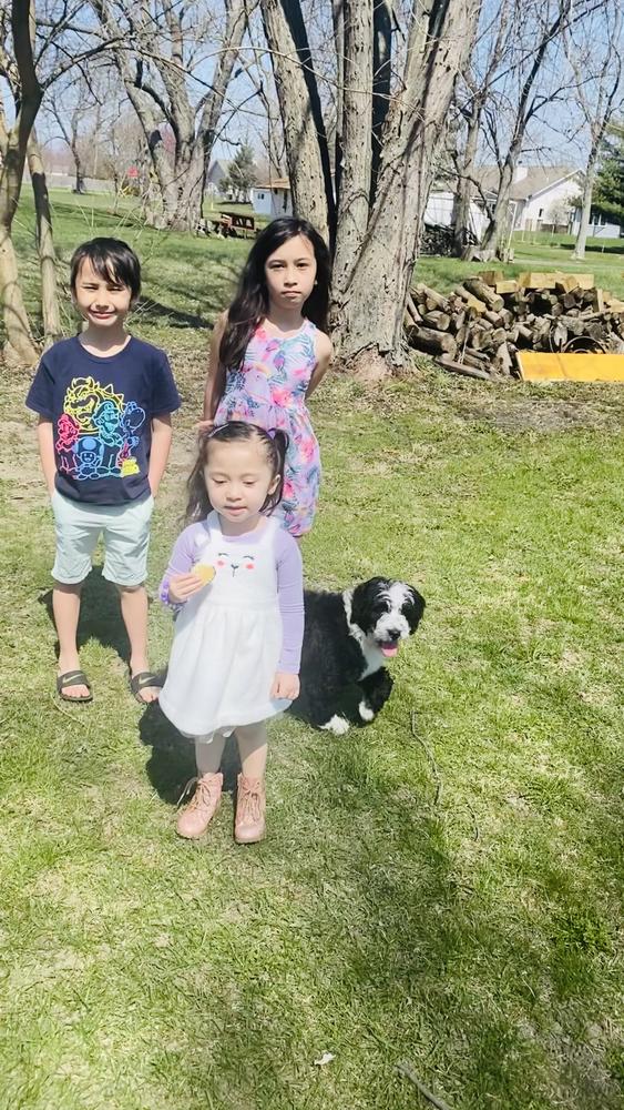Life at A.N.A. Doodles — Goldendoodles & Bernedoodles in Cold Spring, MN