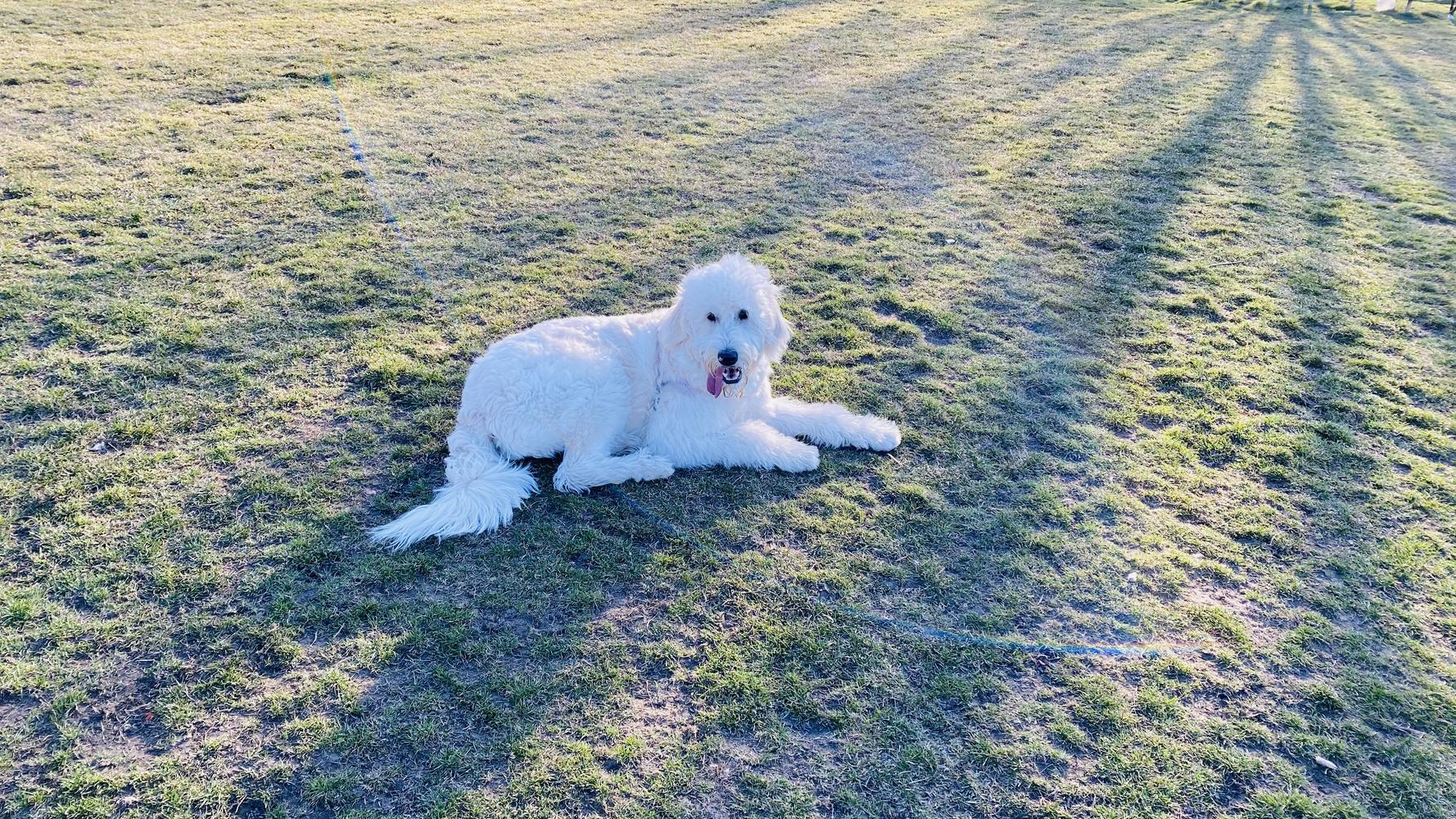 Life at A.N.A. Doodles — Goldendoodles & Bernedoodles in Cold Spring, MN