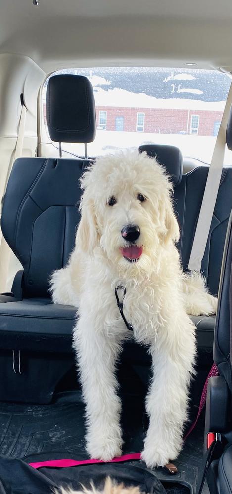 Life at A.N.A. Doodles — Goldendoodles & Bernedoodles in Cold Spring, MN