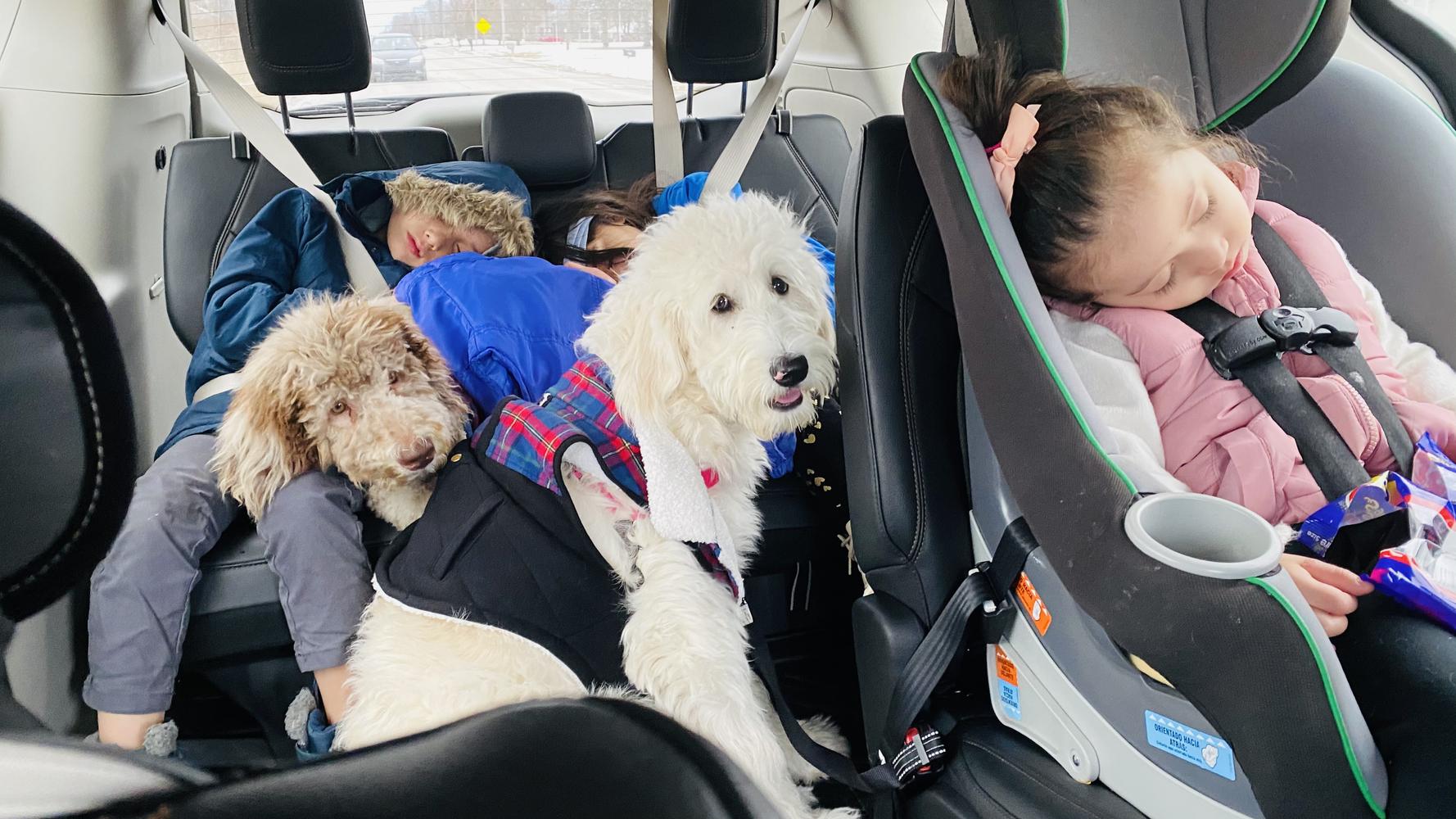 Life at A.N.A. Doodles — Goldendoodles & Bernedoodles in Cold Spring, MN