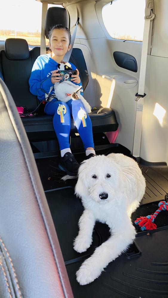 Life at A.N.A. Doodles — Goldendoodles & Bernedoodles in Cold Spring, MN