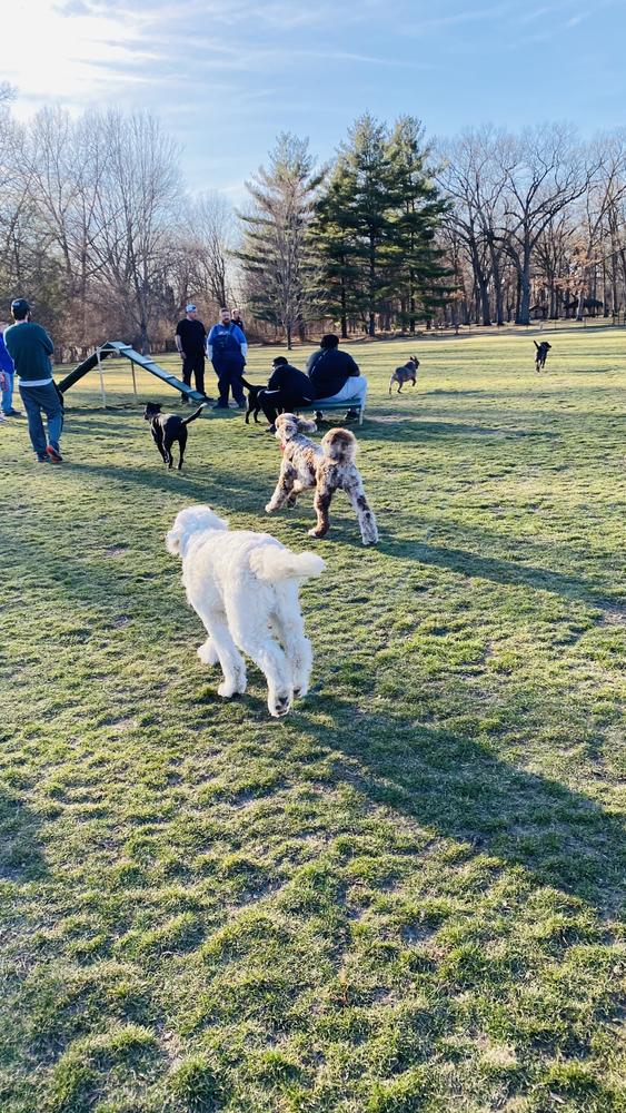 Life at A.N.A. Doodles — Goldendoodles & Bernedoodles in Cold Spring, MN
