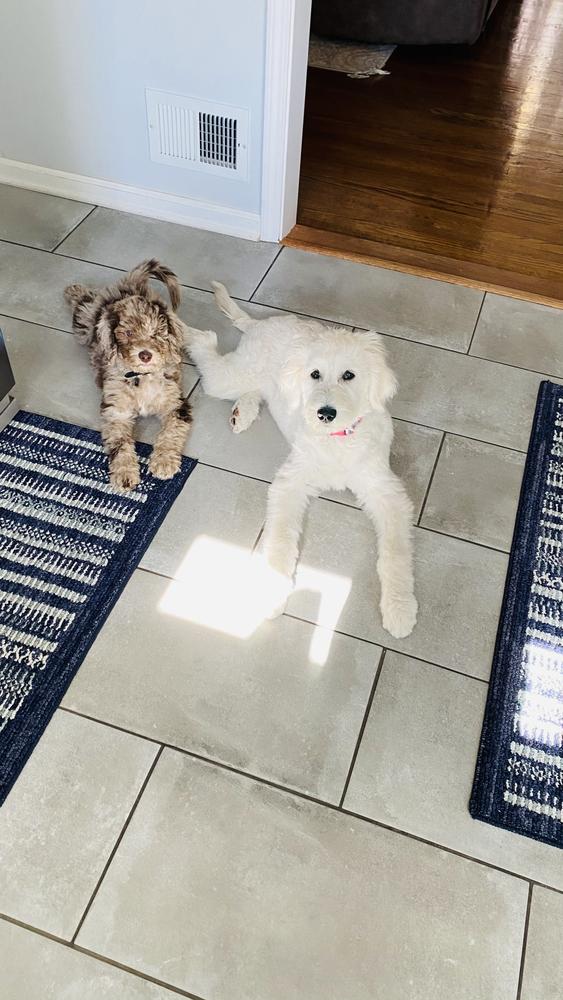 Life at A.N.A. Doodles — Goldendoodles & Bernedoodles in Cold Spring, MN