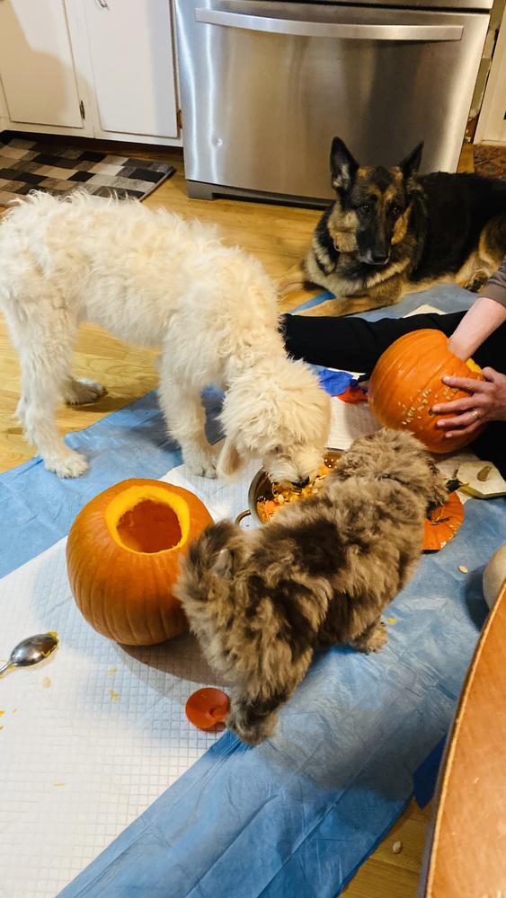 Life at A.N.A. Doodles — Goldendoodles & Bernedoodles in Cold Spring, MN