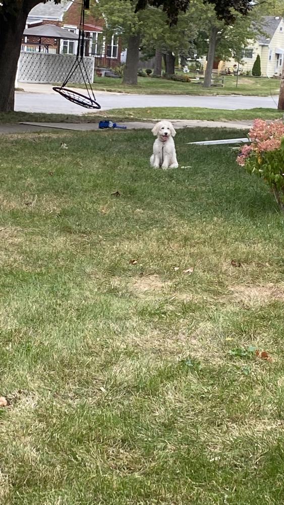 Life at A.N.A. Doodles — Goldendoodles & Bernedoodles in Cold Spring, MN