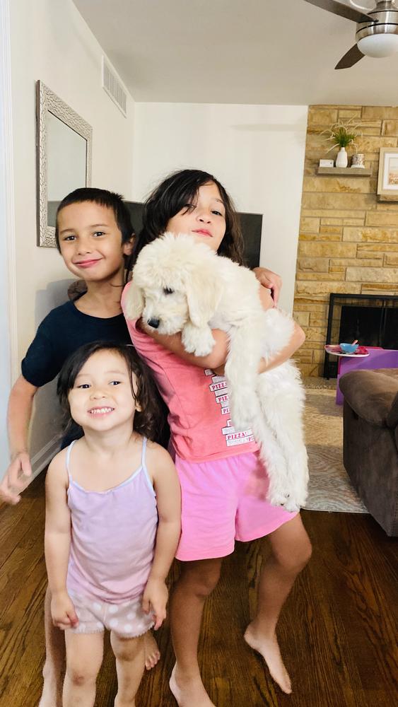 Life at A.N.A. Doodles — Goldendoodles & Bernedoodles in Cold Spring, MN