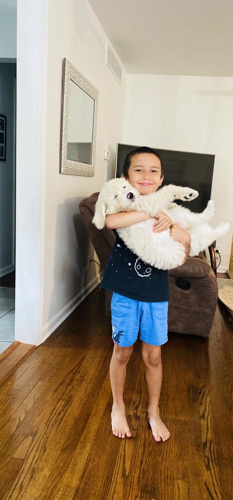Life at A.N.A. Doodles — Goldendoodles & Bernedoodles in Cold Spring, MN