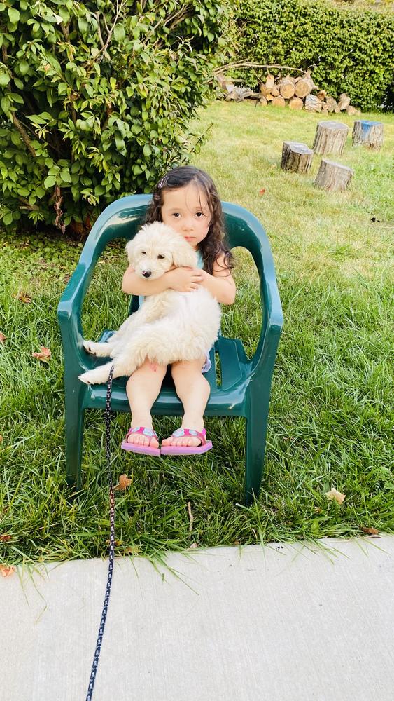 Life at A.N.A. Doodles — Goldendoodles & Bernedoodles in Cold Spring, MN