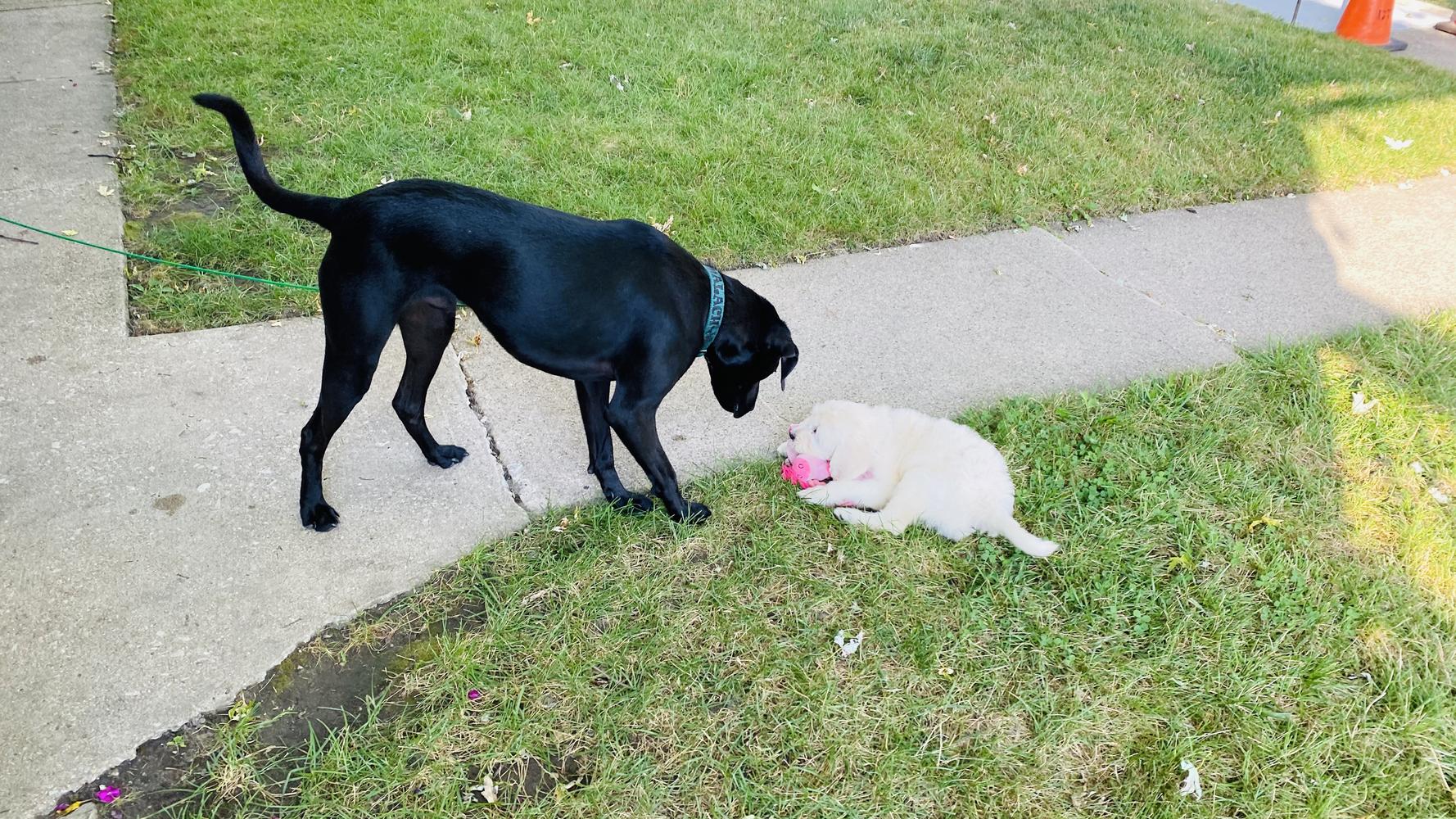 Life at A.N.A. Doodles — Goldendoodles & Bernedoodles in Cold Spring, MN