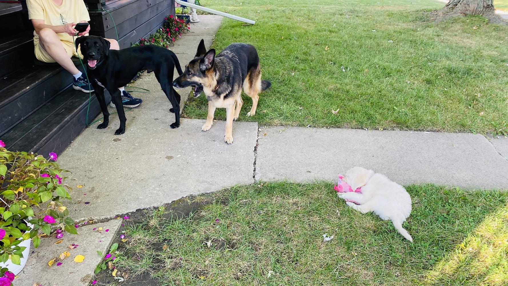 Life at A.N.A. Doodles — Goldendoodles & Bernedoodles in Cold Spring, MN