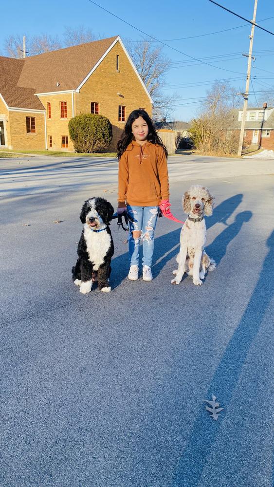 Life at A.N.A. Doodles — Goldendoodles & Bernedoodles in Cold Spring, MN