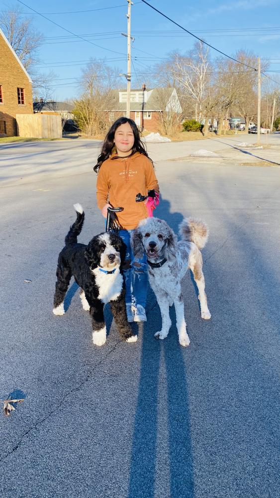 Life at A.N.A. Doodles — Goldendoodles & Bernedoodles in Cold Spring, MN