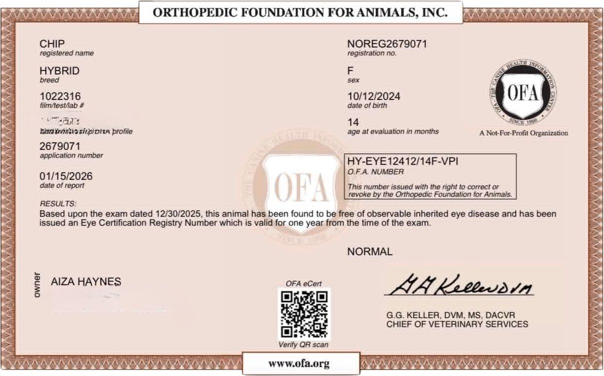 OFA eye exam (CAER)
