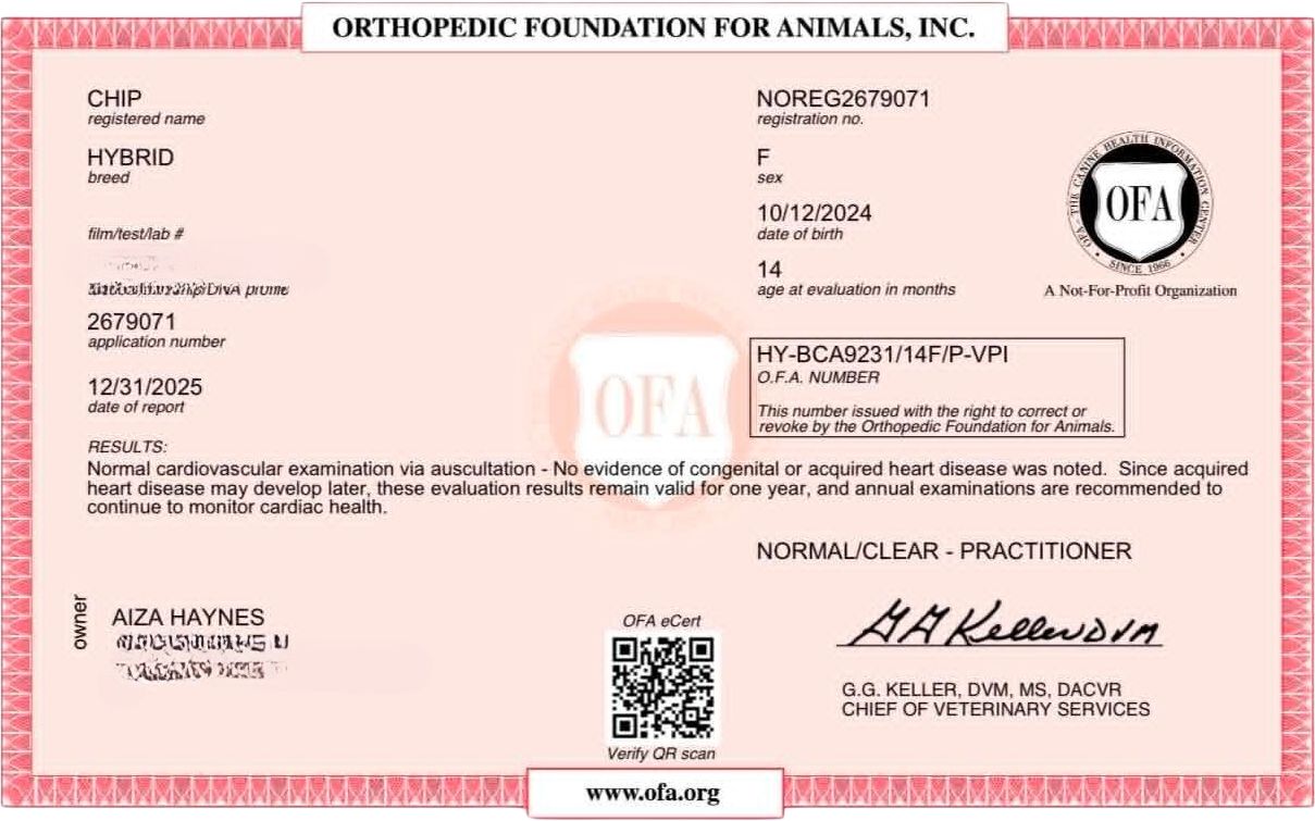 OFA cardiac exam