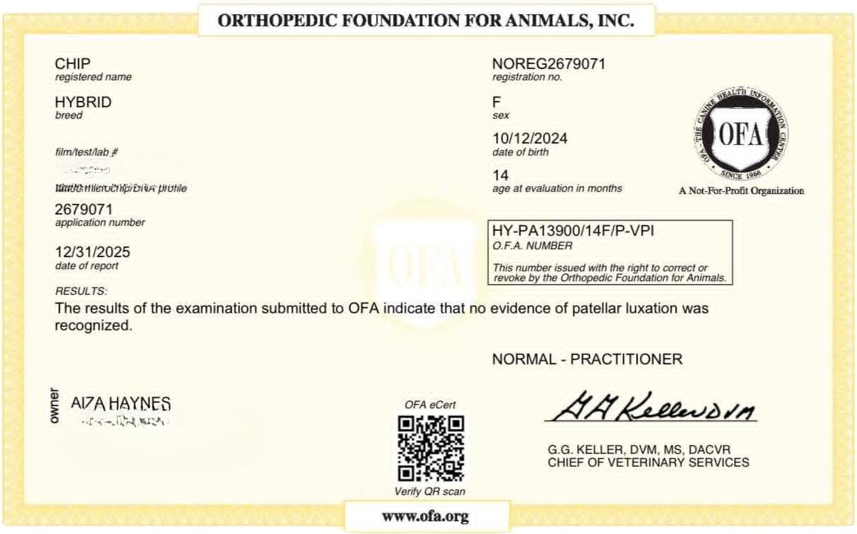 OFA patella evaluation
