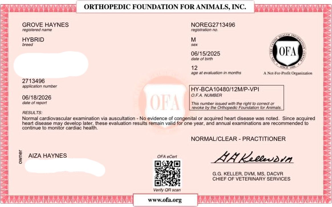 OFA cardiac exam