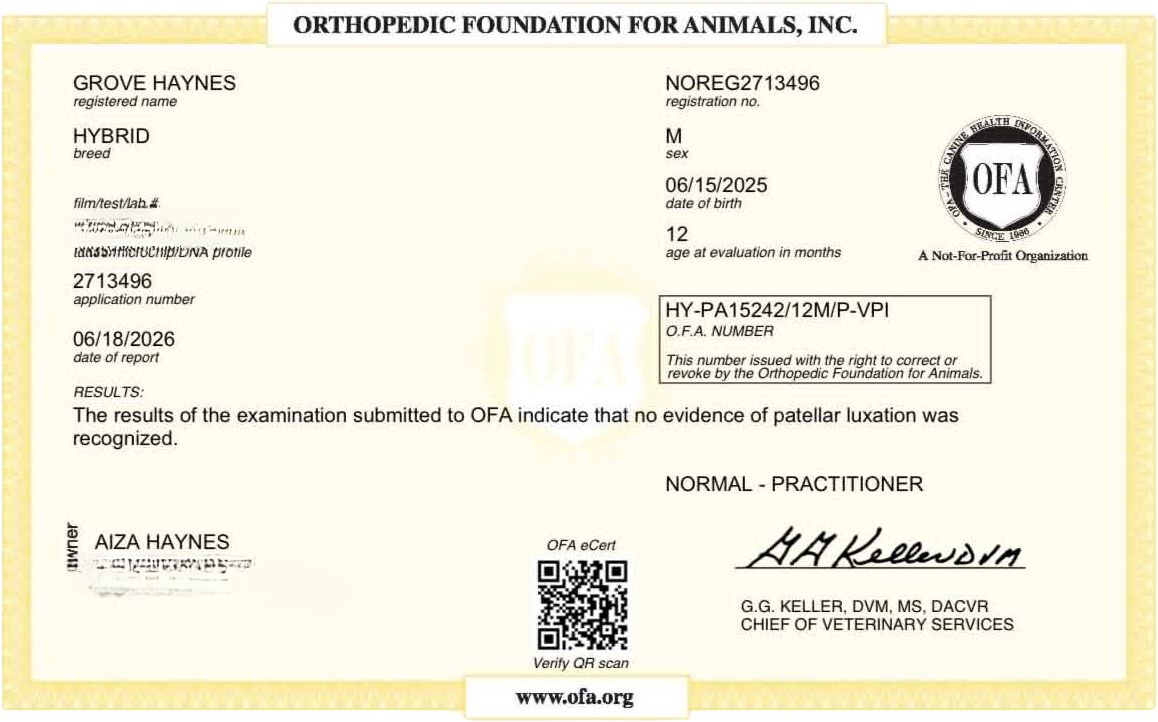 OFA patella evaluation