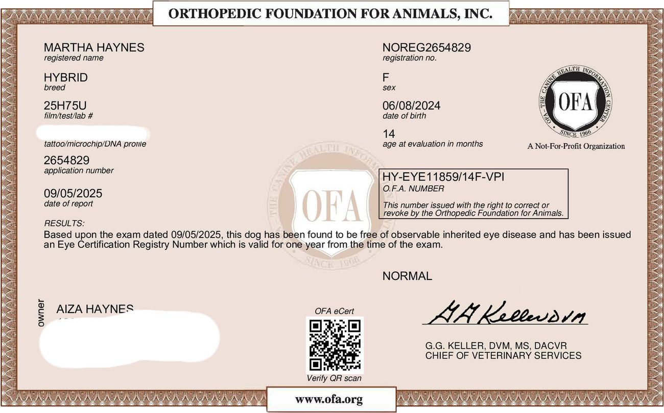 OFA eye exam (CAER)