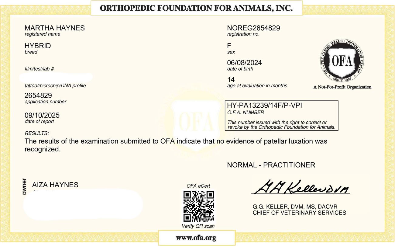 OFA patella evaluation