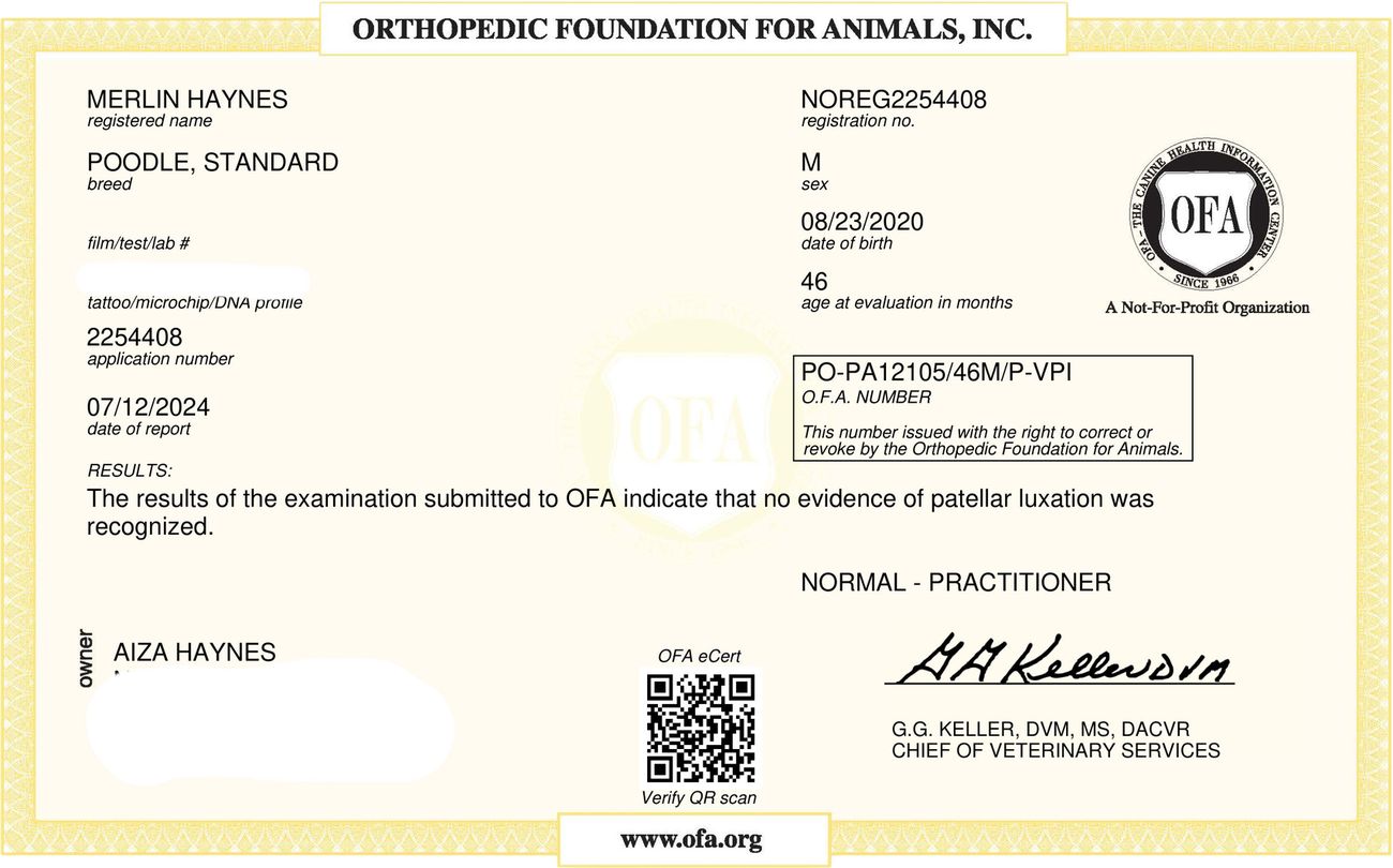 OFA patella evaluation