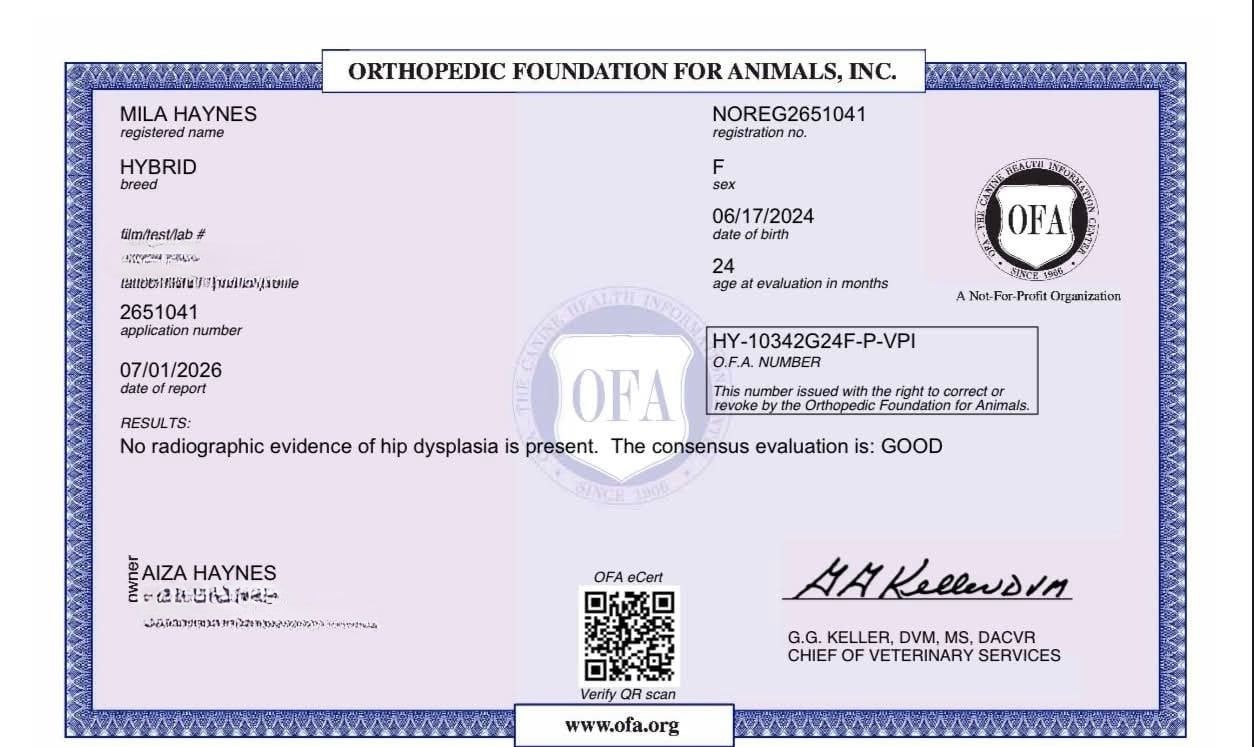 OFA hip evaluation