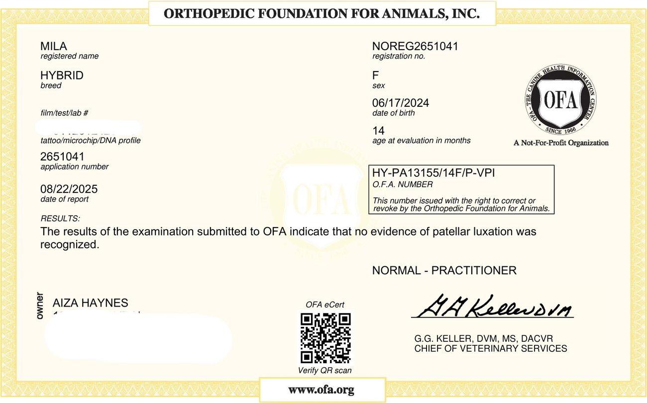 OFA patella evaluation
