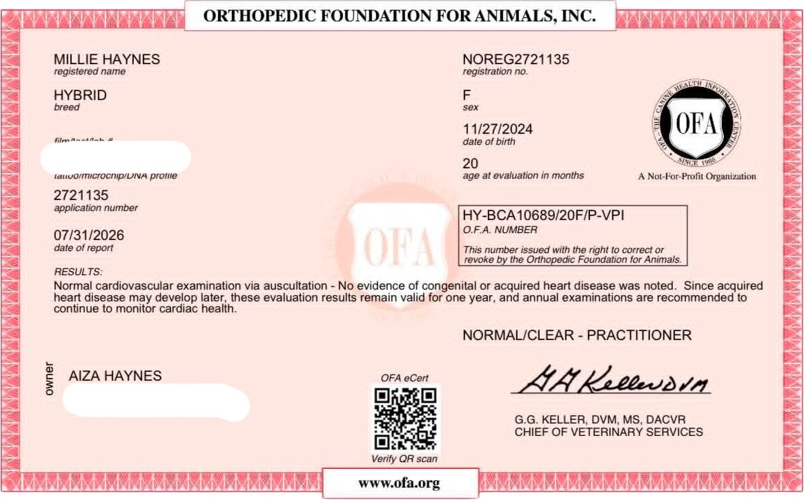 OFA cardiac exam