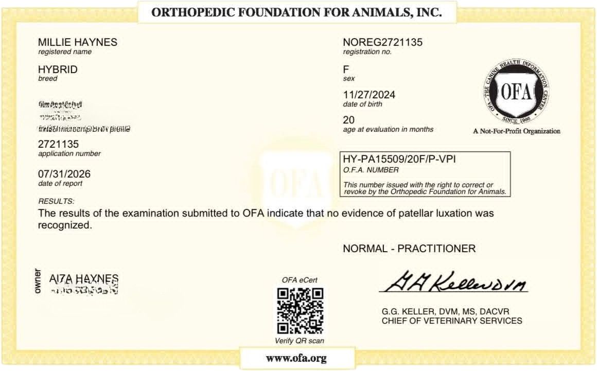 OFA patella evaluation