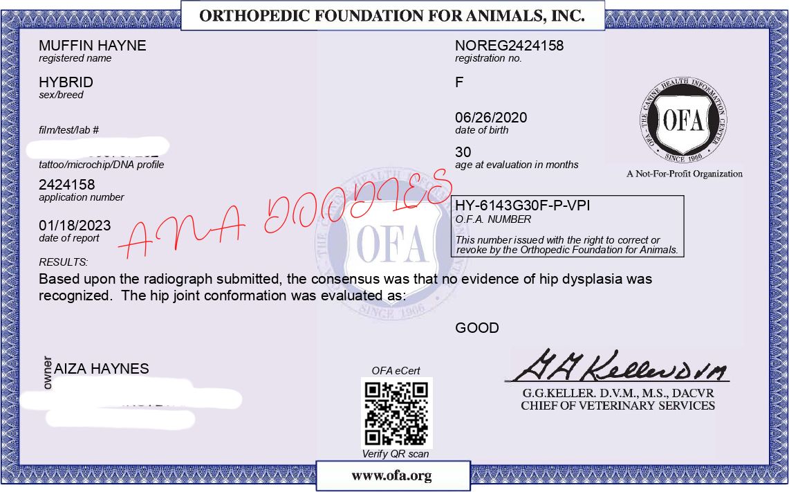 OFA hip evaluation