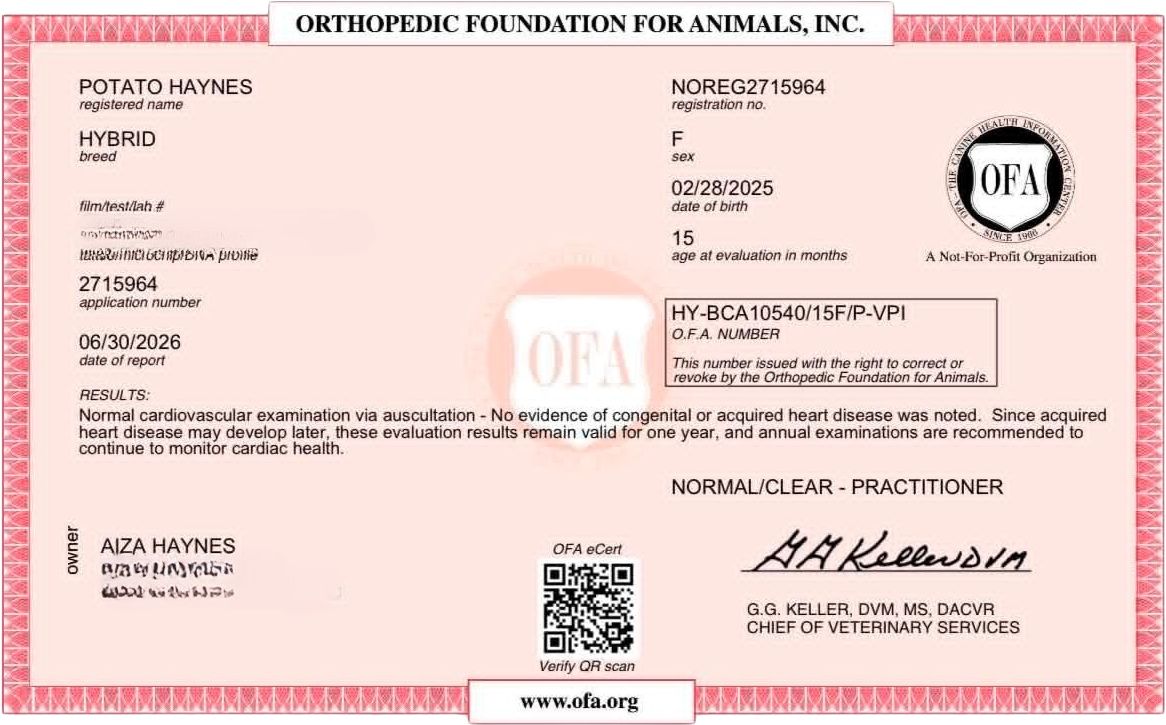 OFA cardiac exam