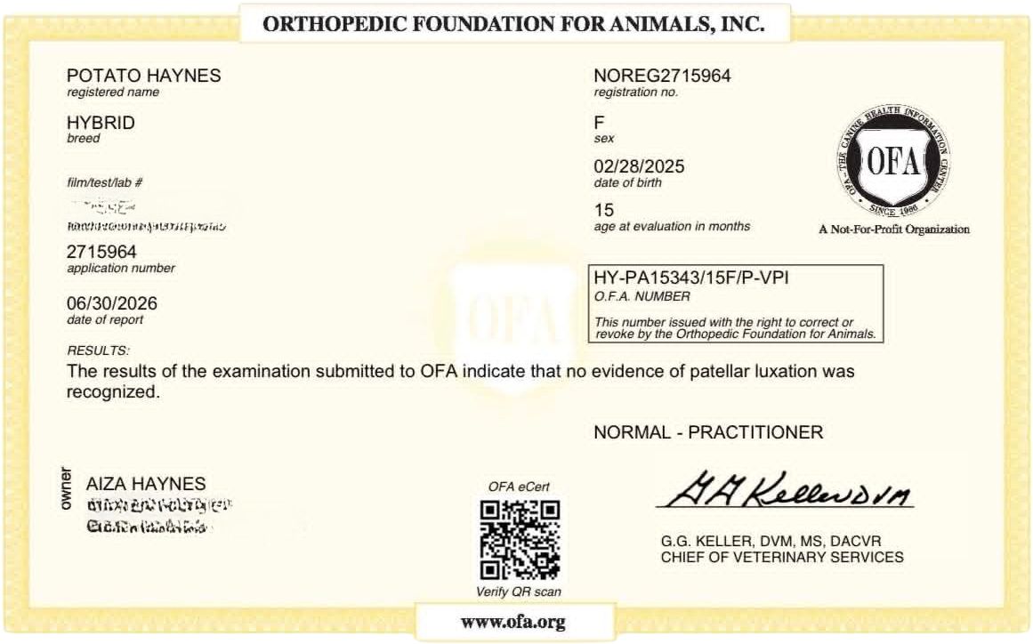 OFA patella evaluation