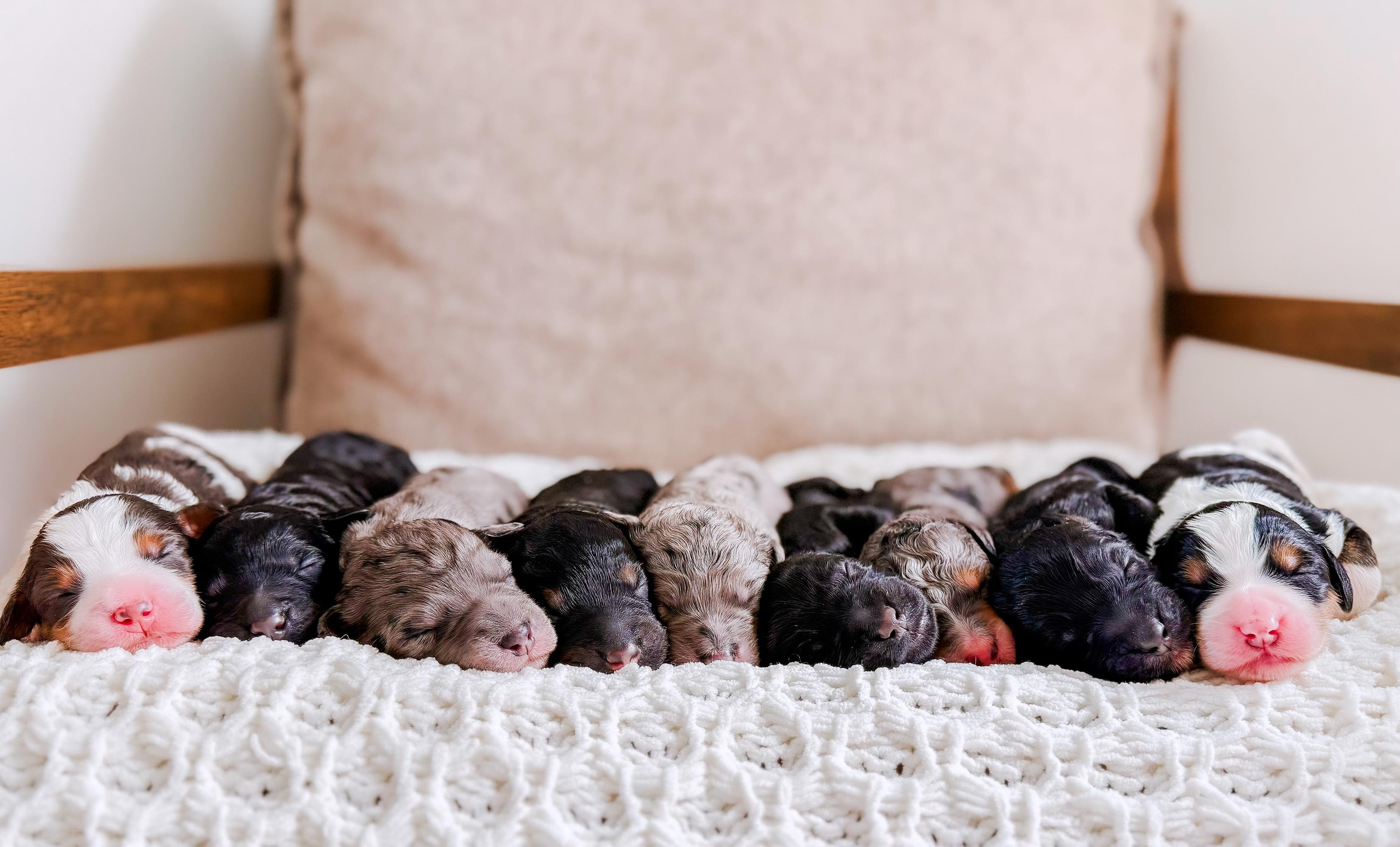A row of newborn Bernedoodle puppies on a white blanket