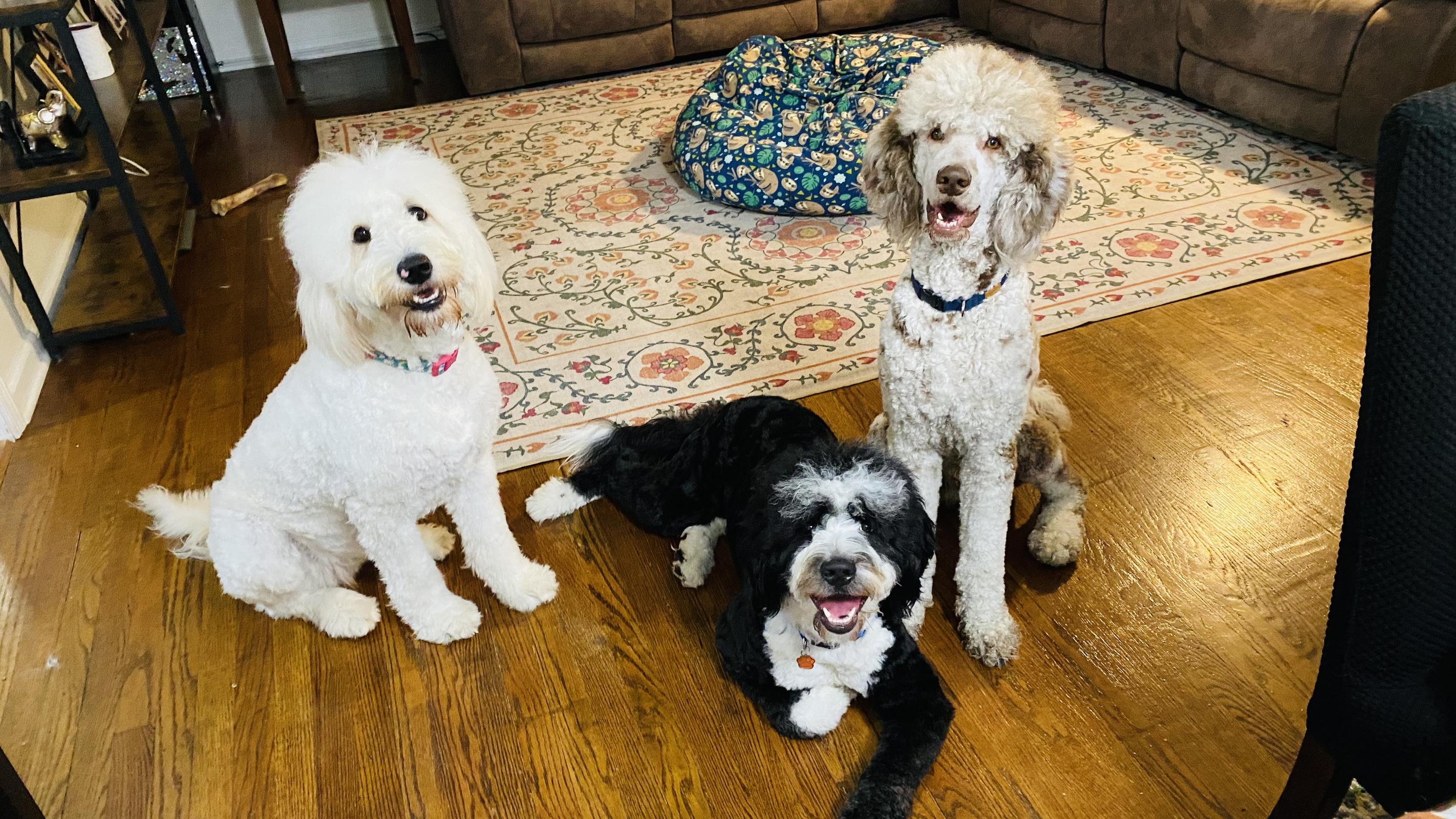One of our families with their grown doodle