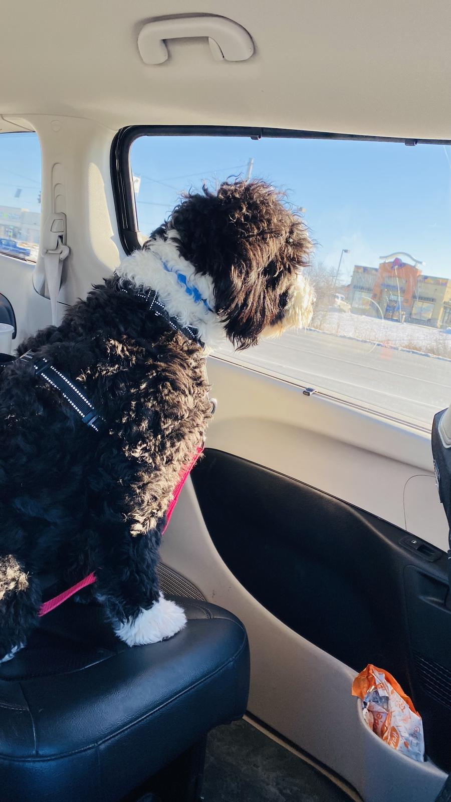 A puppy on a car ride
