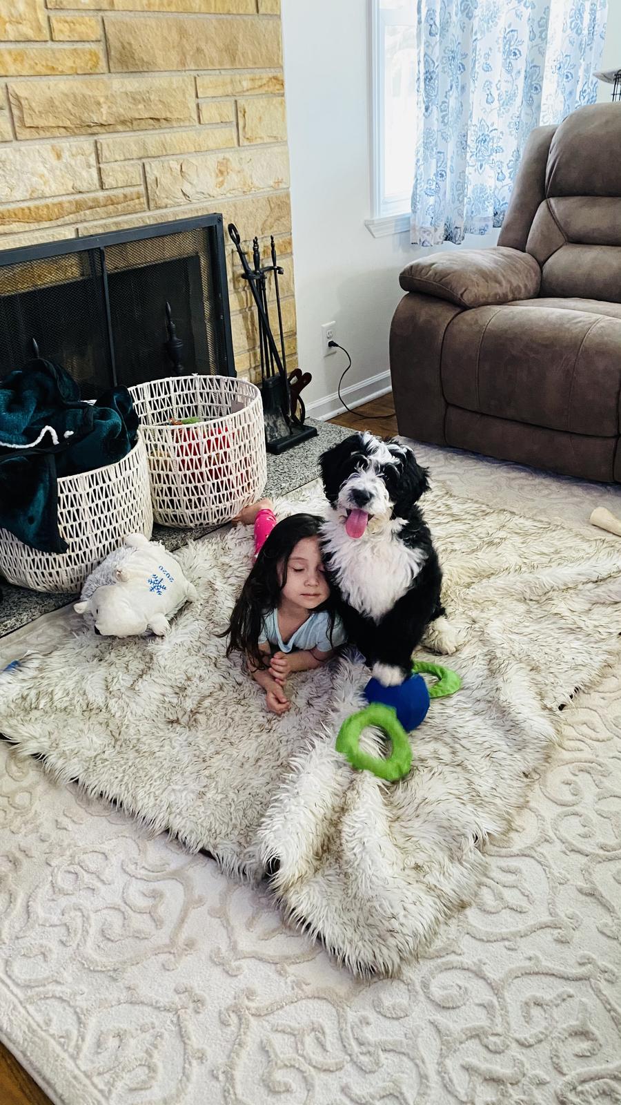A child gently holding one of our puppies