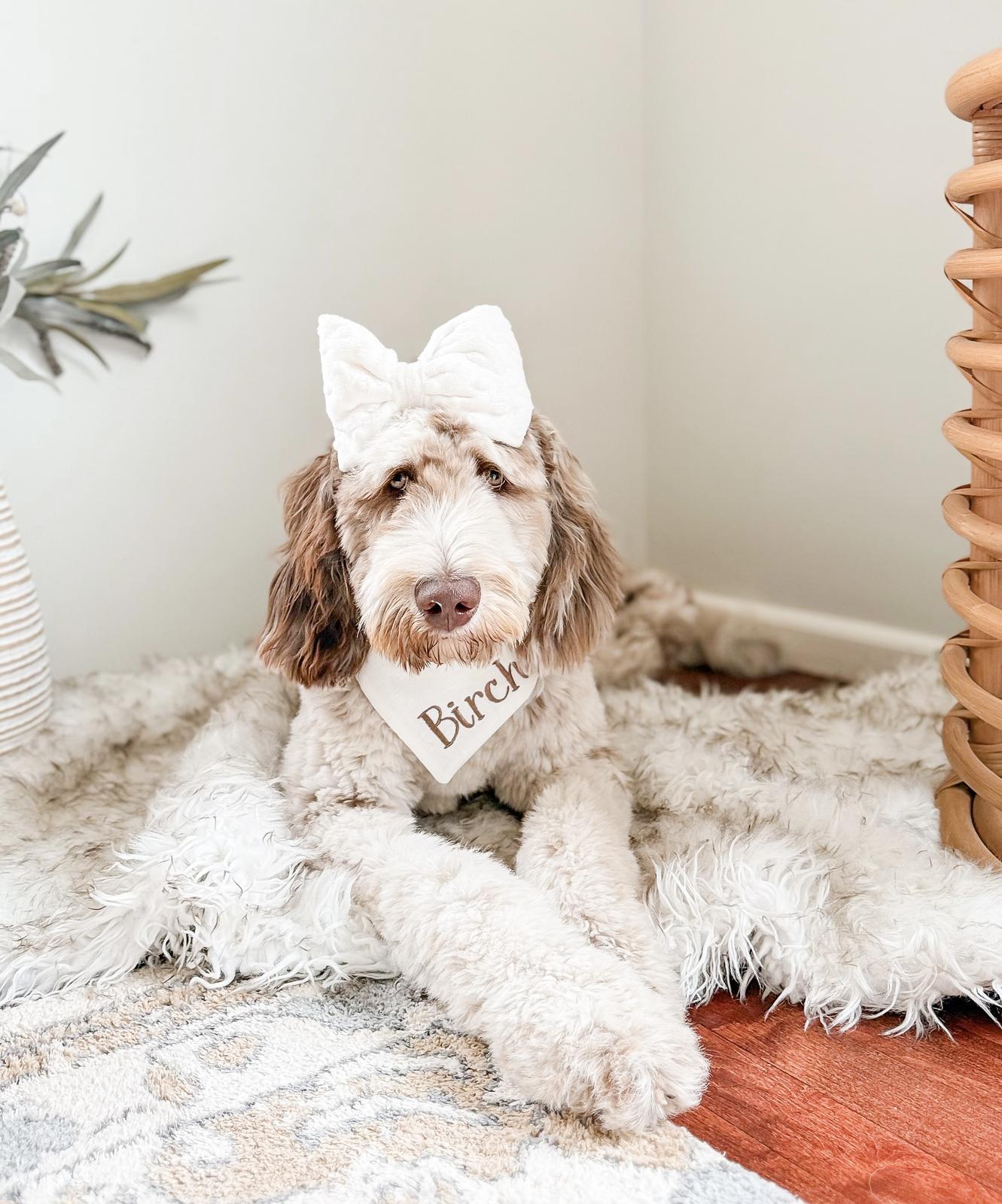 Chip, Chocolate Merle Goldendoodle