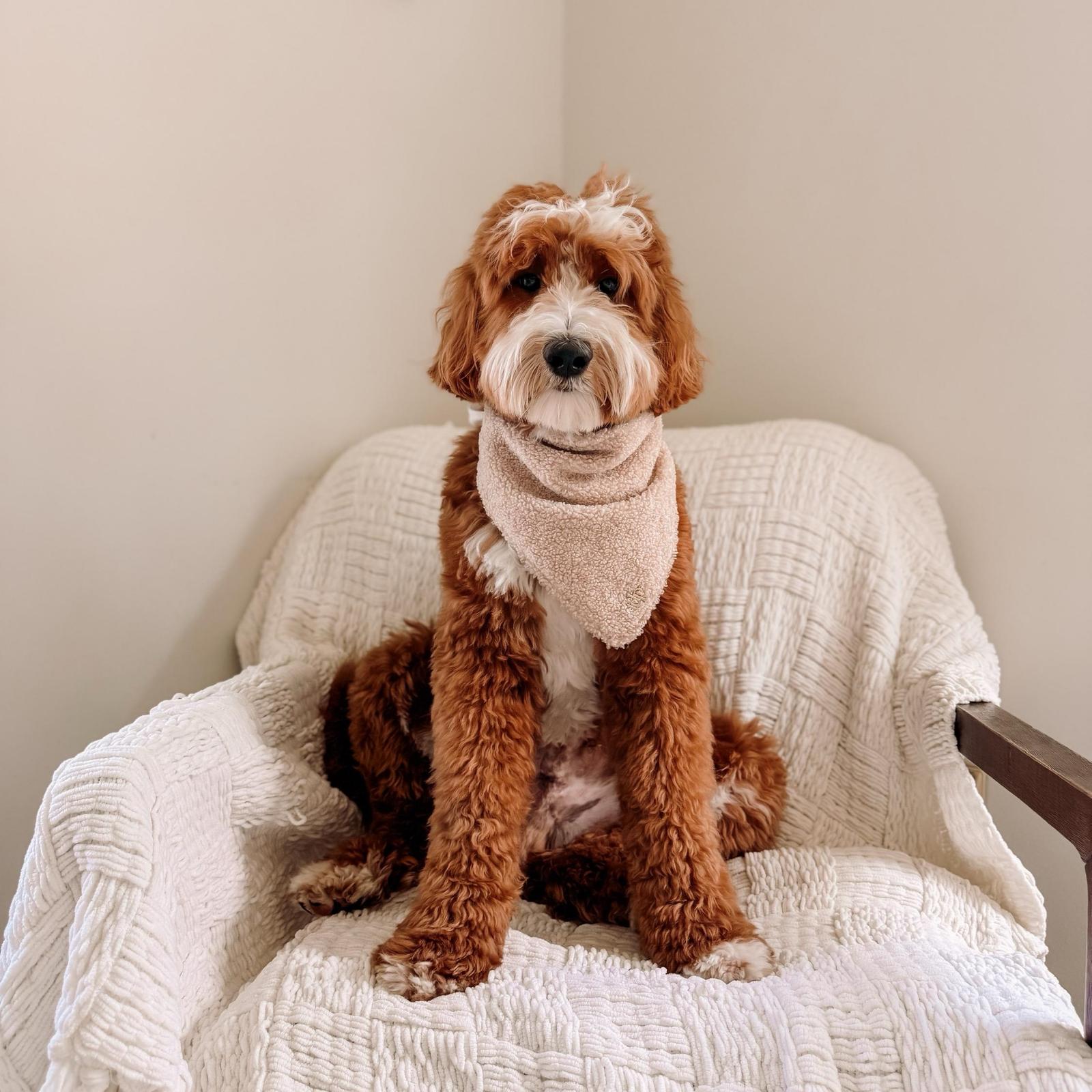 Grove, Mini Goldendoodle